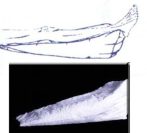 Gyopár S22 rámpa 76x27x30 cm